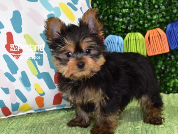 [#6404] Black / Tan Male Yorkshire Terrier Puppies For Sale