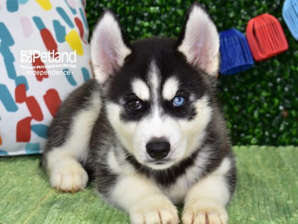 [#6411] Black & White Male Siberian Husky Puppies For Sale