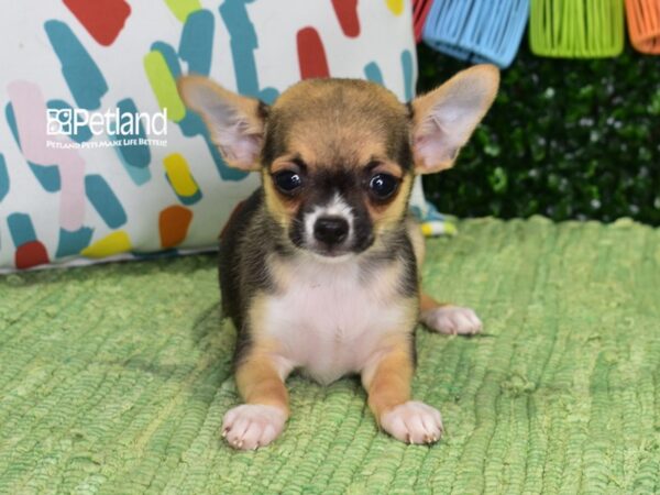 [#6441] Black, Tan, & White Male Chihuahua Puppies For Sale