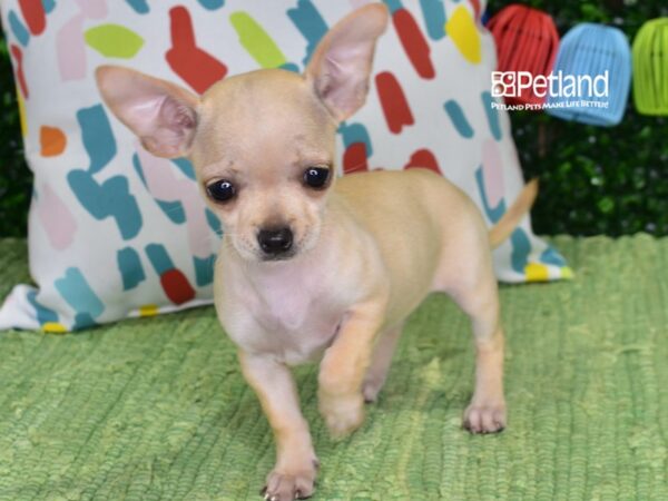 [#6440] Cream Female Chihuahua Puppies For Sale