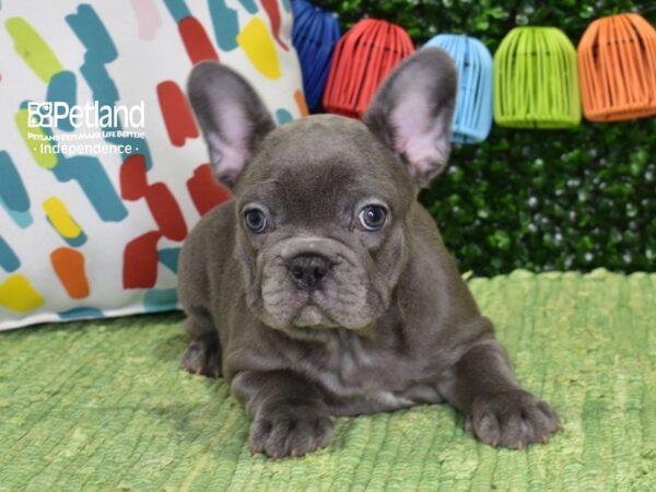 [#6415] Blue Female French Bulldog Puppies For Sale