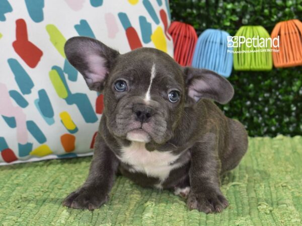 [#6416] Blue Male French Bulldog Puppies For Sale