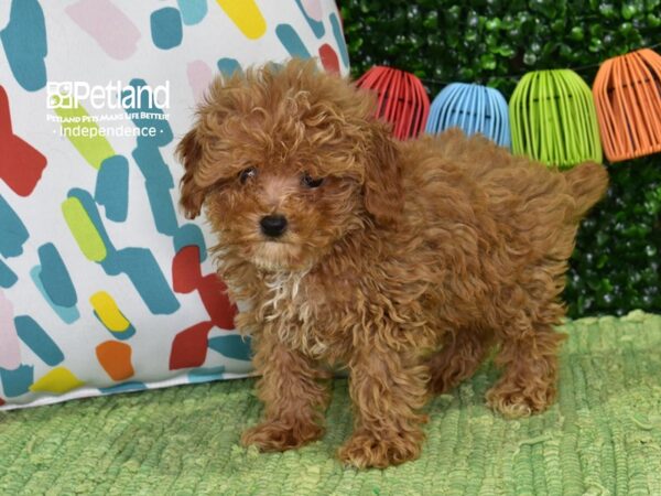 [#6423] Red Male Maltipoo Puppies For Sale