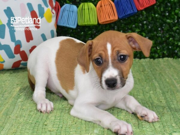 [#6424] Tan & White Male Jack Russell Terrier Puppies For Sale
