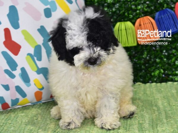 [#6437] Black & White Female Bichon Poo Puppies For Sale