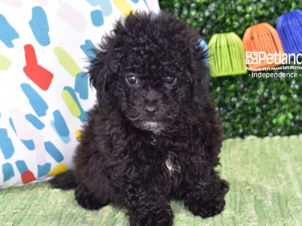 [#6436] Black Male Bichon Poo Puppies For Sale