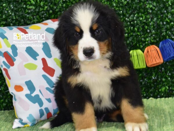 [#6435] Black, Tan, & White Male Bernese Mountain Dog Puppies For Sale