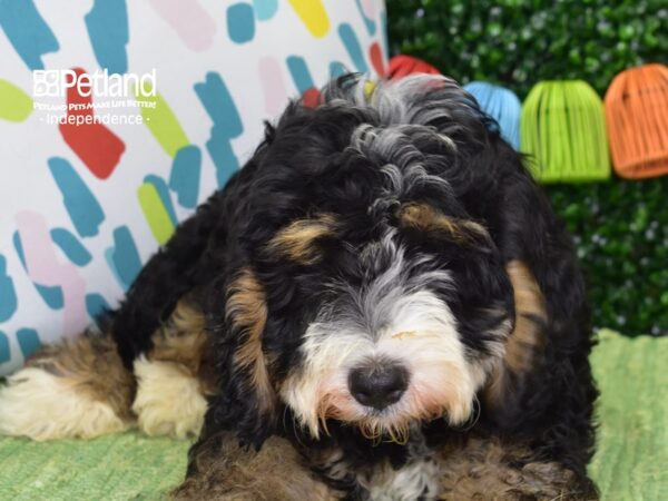 [#6434] Black, Tan,& White Female Miniature Bernedoodle 2nd Gen Puppies For Sale
