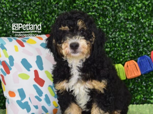 [#6433] Black, Tan, & White Female Miniature Bernedoodle 2nd Gen Puppies For Sale