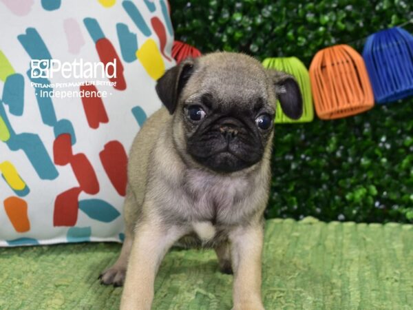 [#6432] Fawn Female Pug Puppies For Sale