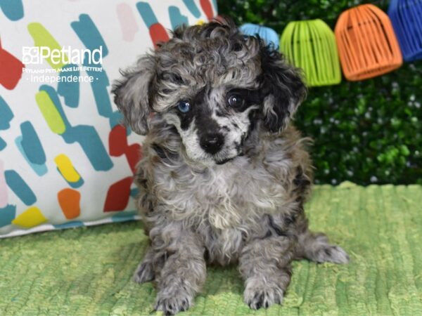 [#6429] Merle Female Toy Poodle Puppies For Sale
