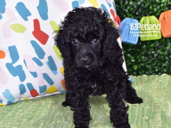 [#6428] Black Male Toy Poodle Puppies For Sale