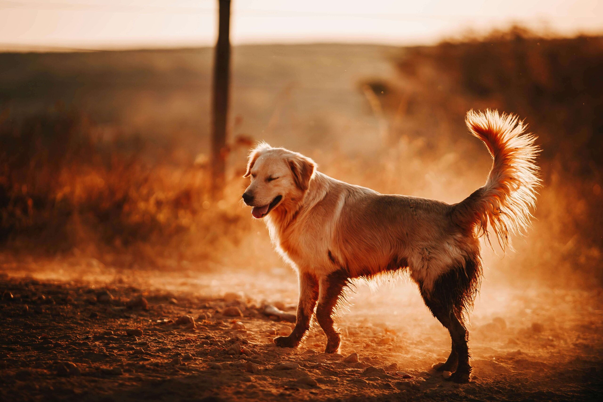 How to Keep Your Pets Safe from Poor Air Quality This Summer