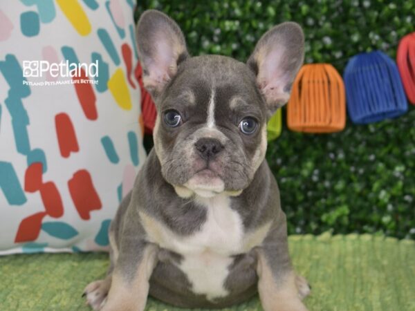 [#6480] Blue, Tan, & White Male French Bulldog Puppies For Sale