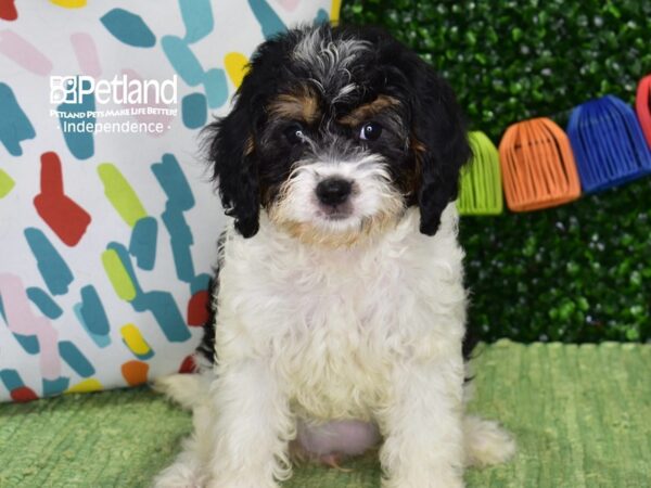 [#6439] Black, Tan, & White Female Cavapoo Puppies For Sale