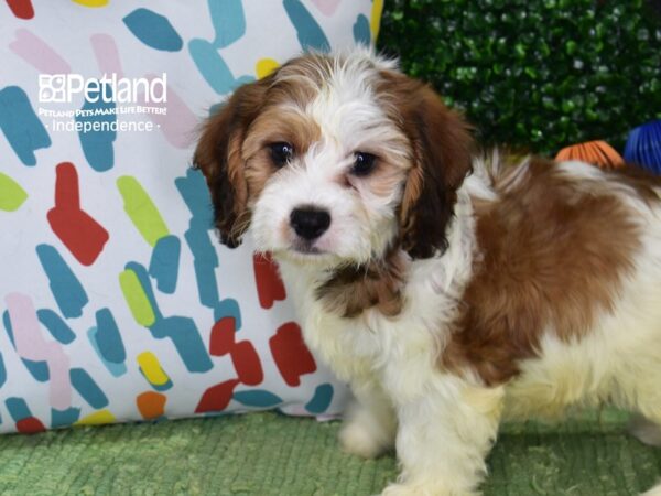 [#6438] Brown & White Male Cavachon Puppies For Sale