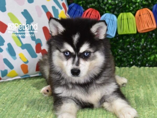 [#6455] Black & White Female Alaskan Klee Kai Puppies For Sale