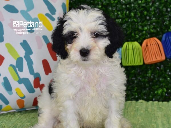 [#6452] Black & White Female Miniature Goldendoodle 2nd Gen Puppies For Sale