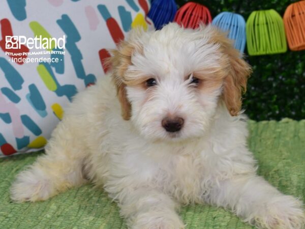 [#6451] Tan & White Male Miniature Goldendoodle 2nd Gen Puppies For Sale