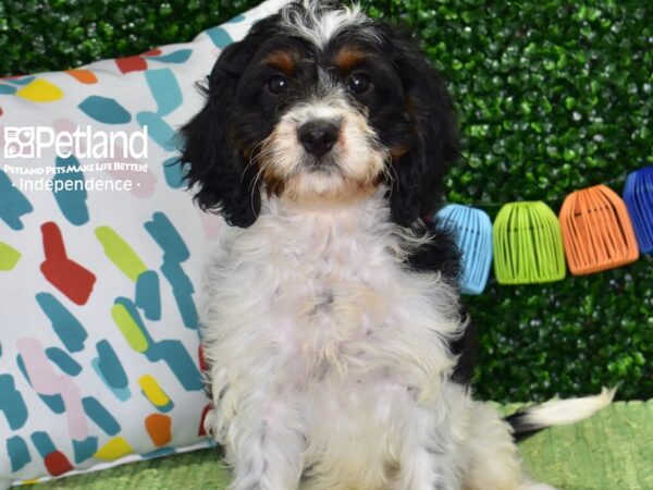 [#6448] Black, Tan, & White Male Cavapoo Puppies For Sale