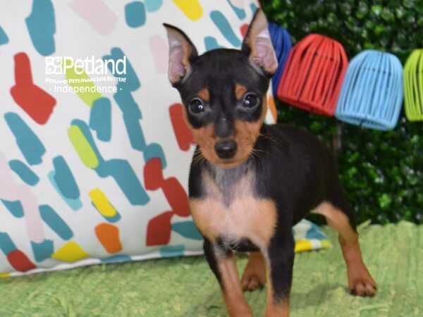 [#6445] Black & Tan Male Miniature Pinscher Puppies For Sale