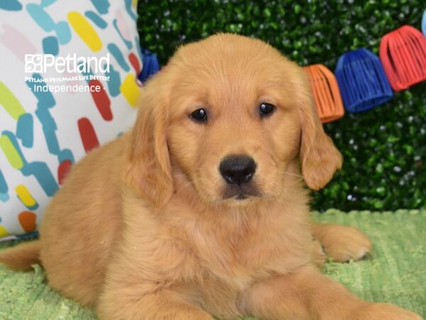 [#6444] Dark Golden Male Golden Retriever Puppies For Sale