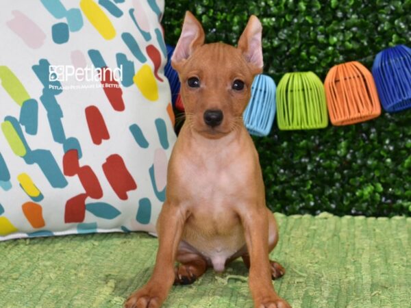 [#6458] Red Male Miniature Pinscher Puppies For Sale