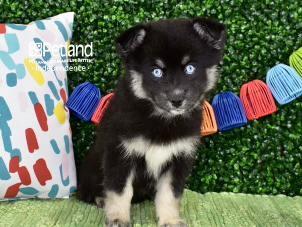 [#6462] Black & Tan Female Pomsky 2nd Gen Puppies For Sale