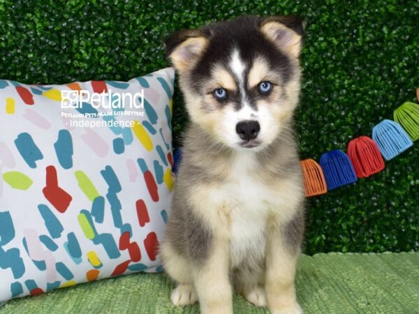 [#6461] Black, Tan, & White Male Pomsky 2nd Gen Puppies For Sale