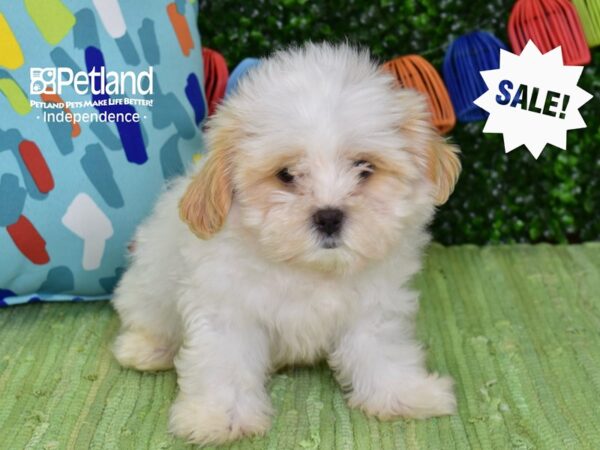 [#6400] Tan & White Male Shih Poo Puppies For Sale