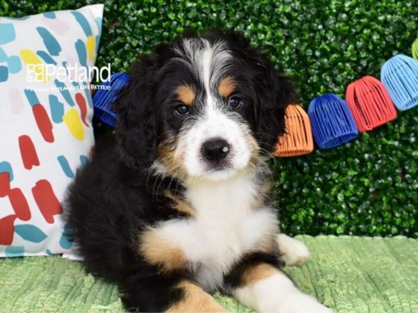 [#6434] Black, Tan,& White Female Miniature Bernedoodle 2nd Gen Puppies For Sale