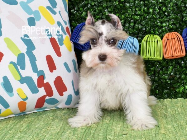 [#6499] Merle Parti Male Miniature Schnauzer Puppies For Sale