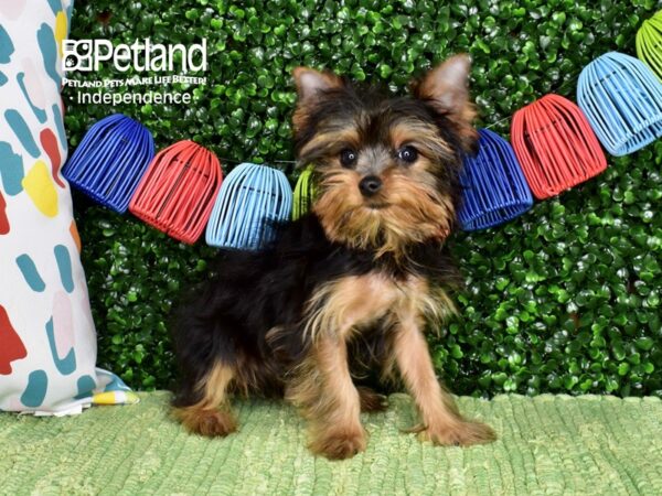 [#6476] Black & Tan Male Yorkshire Terrier Puppies For Sale