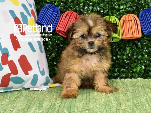 [#6477] Brown Female Shih Poo Puppies For Sale