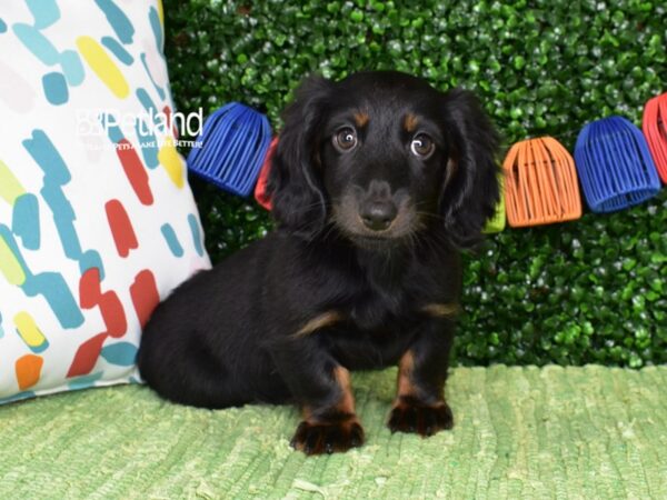 [#6498] Black & Tan, Long Haired Female Dachshund Puppies For Sale