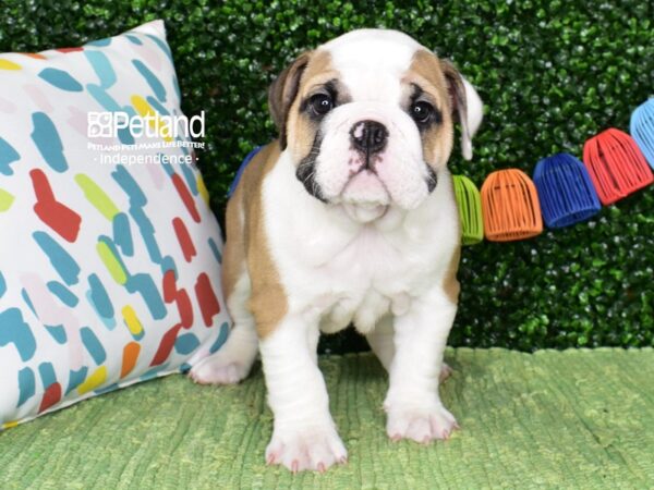 [#6481] Fawn & White Male English Bulldog Puppies For Sale