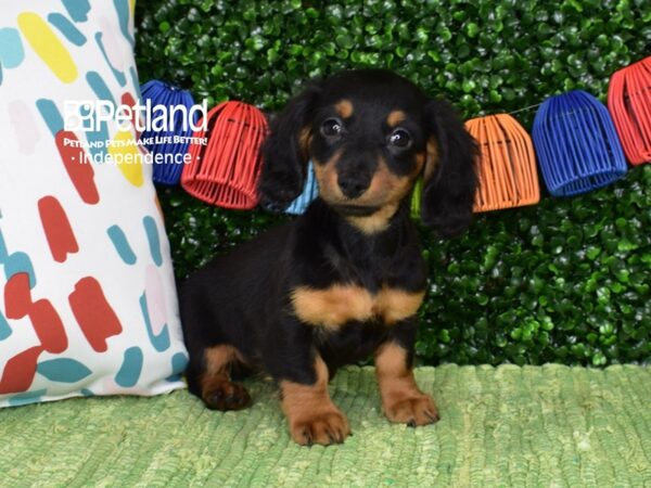 [#6482] Black & Tan, Long Haired Male Dachshund Puppies For Sale