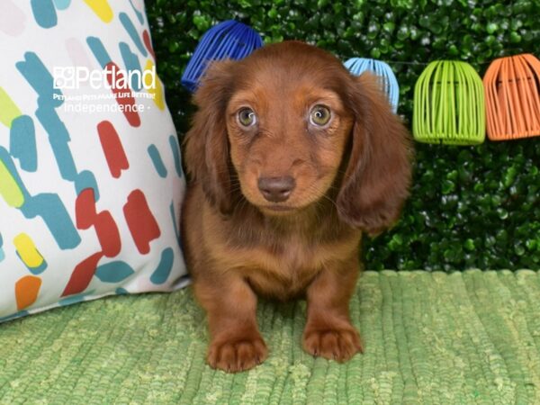 [#6483] Chocolate & Tan, Long Haired Female Dachshund Puppies For Sale