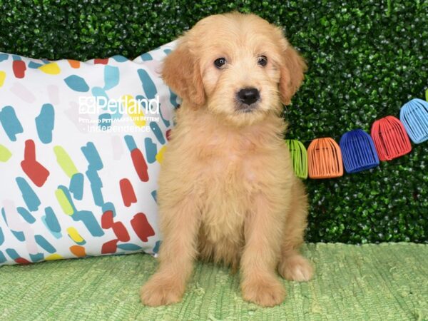 [#6486] Golden Male Miniature Goldendoodle Puppies For Sale