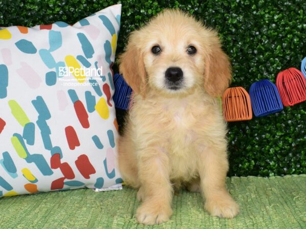 [#6487] Golden Male Miniature Goldendoodle Puppies For Sale