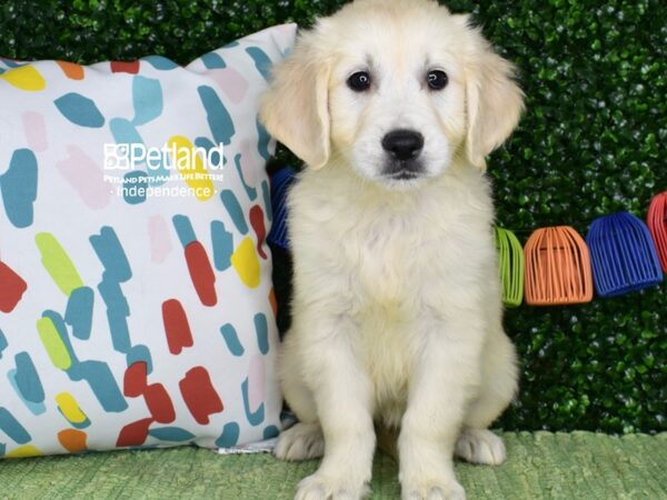 [#6488] Light Golden Female Golden Retriever Puppies For Sale