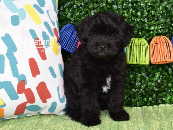 [#6484] Black Male Schnoodle Puppies For Sale