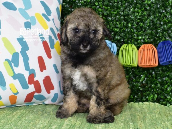 [#6485] Sable Female Schnoodle Puppies For Sale