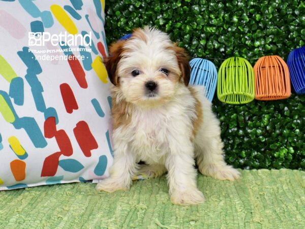 [#6478] Fawn & White Female Shih Poo Puppies For Sale