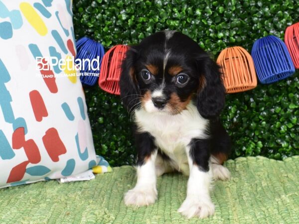 [#6497] Black, Tan, & White Male Cavalier King Charles Spaniel Puppies For Sale