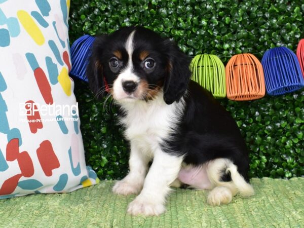 [#6496] Black, Tan, & White Female Cavalier King Charles Spaniel Puppies For Sale