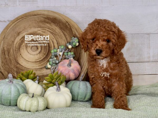 [#6493] Red Male Cockapoo 2nd gen Puppies For Sale