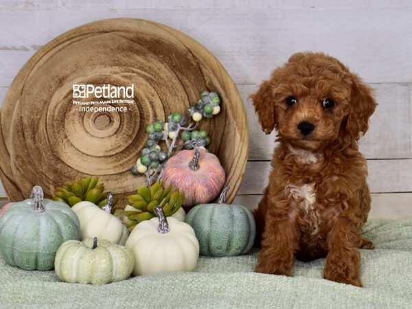 [#6494] Red Female Cockapoo 2nd gen Puppies For Sale