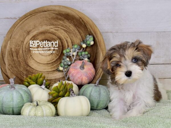 [#6489] Tan Merle Female Maltipoo Puppies For Sale