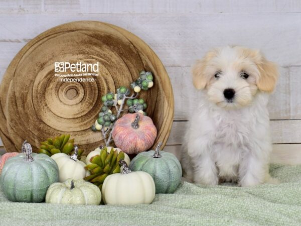 [#6490] Tan & White Female Maltipoo Puppies For Sale